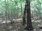 Eurosibírske dubové lesy na spraši a piesku (20.5.2022)