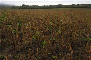 Sója na lúke, kde poľa minulého mapovania rástol aj Bromus ecalinus.