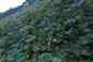 lokalita