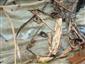 Acilius sulcatus