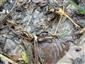 Hydaticus transversalis