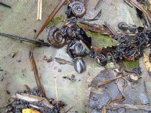 Graphoderus bilineatus