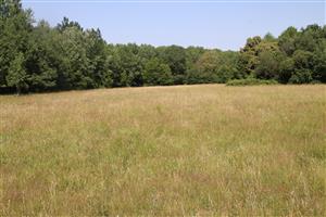 Pohľad na lokalitu Skároš, habitat Lycaena dispar