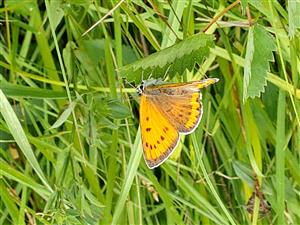 Samička Lycaena dispar na lokalite Skároš