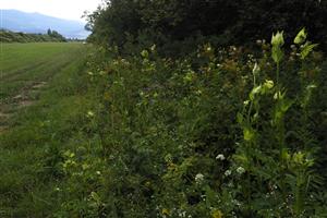 Biotop v leme na okraji kosenej lúky