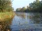potápnik dvojčiarový (3.10.2014)
