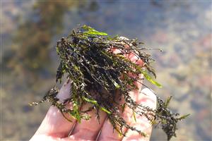 Fontinalis antipyretica