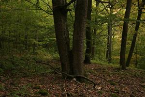 Fotografia zachytáva TML.