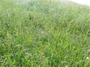 detail spoločenatva