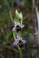 Ophrys holubyana na lokalite