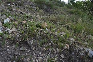 detail biotopu, spodná časť