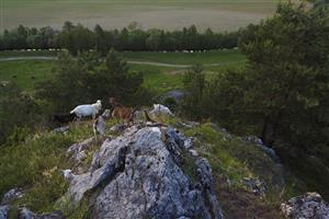 pohľad na TML s pasúcimi sa kozami