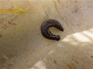 TMP, Hirudo medicinalis