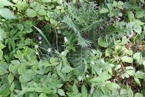 chochlačka (Corydalis sp.)