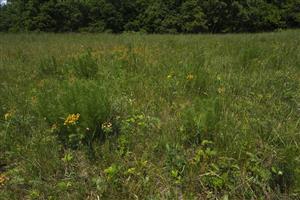 biotop s Adonis vernalis