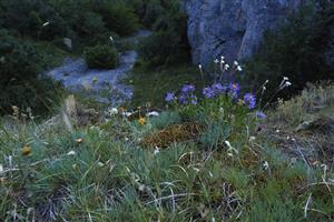 biotop s Aster alpinus