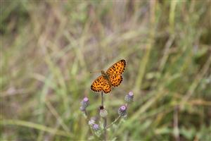 Boloria selene