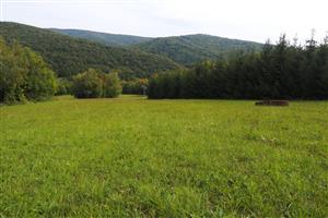 centrálna časť TML, vysadené smreky oproti fotky z minulého monitoringu vyrástli