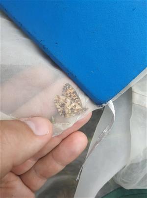 Boloria dia