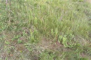 Detail porastu pod hrebeňom