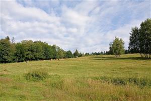 Celkový pohľad na lokalitu - spodná časť, pastva