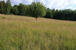 Celkový pohľad na lokalitu - horná časť - kosená
