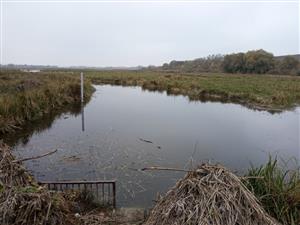 Pohľad na JV meander Žitavský luh, TML, výskytový biotop Lutra lutra. Foto: 27.10.2022, J.Lengyel.