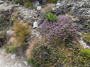 Calluna vulgaris