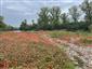 Rieky s bahnitými až piesočnatými brehmi s vegetáciou zväzov Chenopodionrubri p.p. a Bidentition p.p. (27.9.2022)