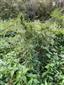 Cannabis sativa subsp. ruderalis v ploche TML, povodnost na lokalite otazna kedze v minulych zaznamoch nebola uvadzana