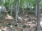 Lipovo-javorové sutinové lesy (23.7.2013)