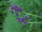 Orchis morio