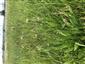 Plantago altissima