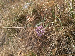 Argynnis paphia f. valesina