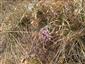 Argynnis paphia f. valesina