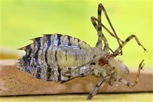 Leucorrhinia caudalis - exúvium.