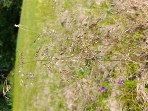 Deschampsia caespitosa