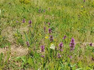 porasty s Betonica officinalis (kvitne) a Sanguisorba minor (listy)