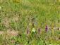 porasty s Betonica officinalis (kvitne) a Sanguisorba minor (listy)