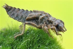 Ophiogomphus cecilia - larva