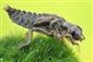 Ophiogomphus cecilia - larva