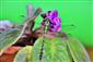 Ophiogomphus cecilia - imago