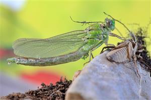 Ophiogomphus cecilia - imago