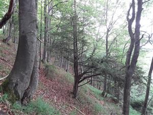 taxus baccata