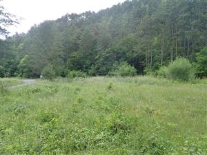 Porast zarastajúci náletovými drevinami