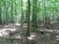 Eurosibírske dubové lesy na spraši a piesku (17.7.2013)