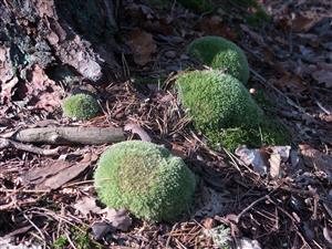 Leucobryum glaucum