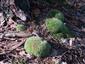 Leucobryum glaucum