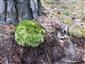 leucobryum glaucum