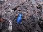 TMP, Carabus intricatus